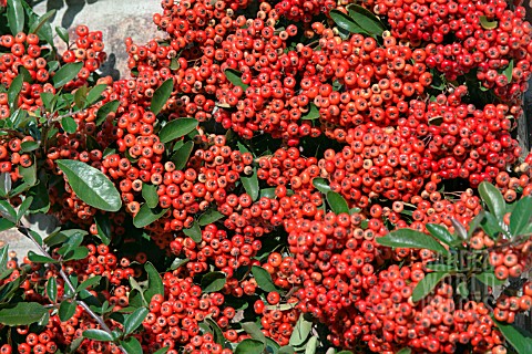 PYRACANTHA_MOHAVE_IN_AUTUMN