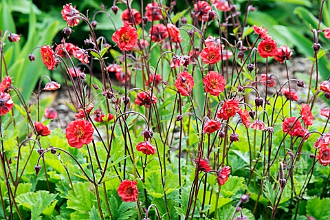 GEUM_FLAMES_OF_PASSION