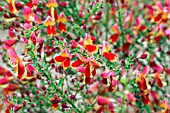 CYTISUS RED WINGS