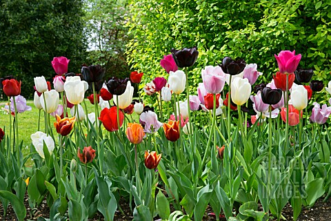 BED_OF_MIXED_TULIPS