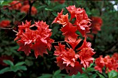 RHODODENDRON LADY CHAMBERS,  RED, FLOWERS, CLOSE UP