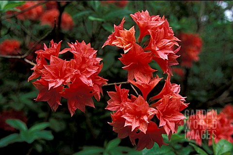 RHODODENDRON_LADY_CHAMBERS__RED_FLOWERS_CLOSE_UP