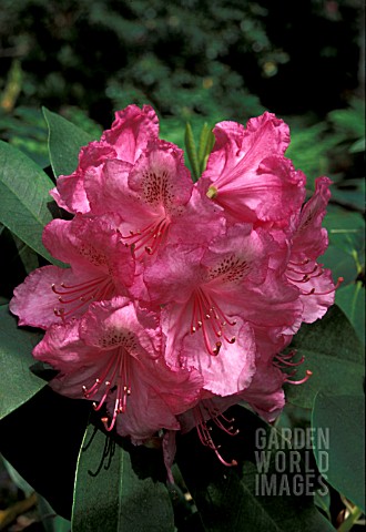 RHODODENDRON_PINK_PEARL__PINK_FLOWERS_CLOSE_UP