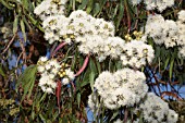 AUSTRALIAN NATIVE ANGOPHORA SPECIES TREE FLOWERS