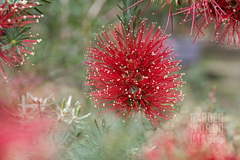CALLISTEMON_INFLORESCENCE_AND_BUDS