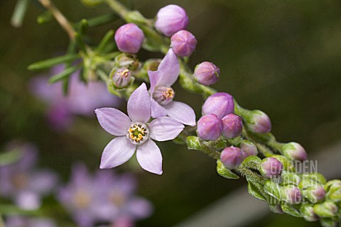 NATIVE_WESTERN_AUSTRALIAN_PHILOTHECA_SPICATA_FLOWER_AND_BUDS