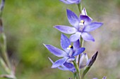 THELYMITRA MACROPHYLLA ORCHID