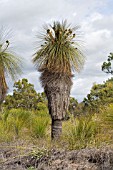 A MAGNIFICANT NATIVE WESTERN AUSTRALIAN KINGIA AUSTRALIS GRASS TREE