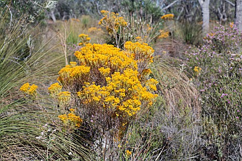 BRIGHT_ORANGE_VERTICORDIA_NITANS_FLOWERS_STAND_OUT_IN_THE_WESTERN_AUSTRALIAN_BUSH_AT_CHRISTMAS_TIME