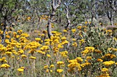 VERTICORDIA NITANS FLOWERING EN MASSE IN THE WESTERN AUSTRALIAN BUSH DURING EARLY SUMMER (DECEMBER)