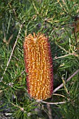 FLOWER SPIKE OF THE HYBRID AUSTRALIAN BANKSIA GIANT CANDLES - A HYBRID OF BANKSIA SPINULOSA AND BANKSIA ERICIFOLIA