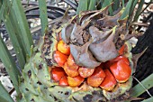 BRIGHT RED SEEDS ERUPTING FROM THE SEED POD OF A FEMALE MACROZAMIA FRASERI CYCAD