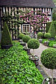 ROSA ZEPHIRINE DROUHIN AND CLIPPED BOX TOPIARY AT WOLLERTON OLD HALL