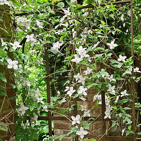 CLEMATIS_MONTANA_CLINGS_TO_A_WROUGHT_IRON_GATE_AT_WOLLERTON_OLD_HALL