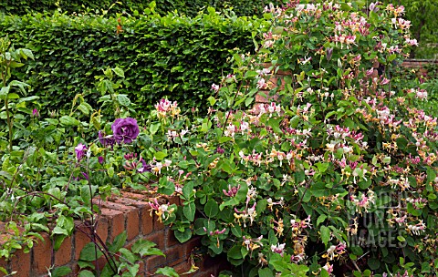 LONICERA_ON_WALL_AT_WOLLERTON_OLD_HALL