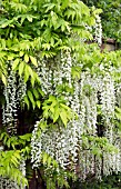 OLD IRON WATER FEATURE WITH WISTERIA SINENSIS ALBA, GROWING ON WALL IN FONT GARDEN AT WOLLERTON OLD HALL