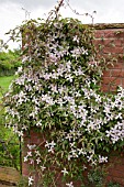 CLEMATIS MONTANA PINK PERFECTION AT WOLLERTON OLD HALL
