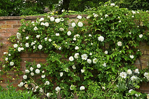 WHITE_ROSE_ON_WALL_AT_WOLLERTON_OLD_HALL