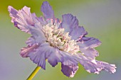 SCABIOSA CLIVE GREAVES