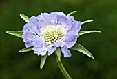 SCABIOSA CLIVE GREAVES
