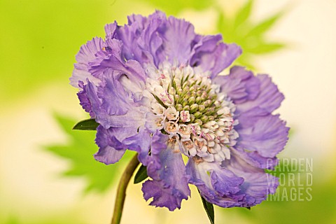 SCABIOSA_CLIVE_GREAVES