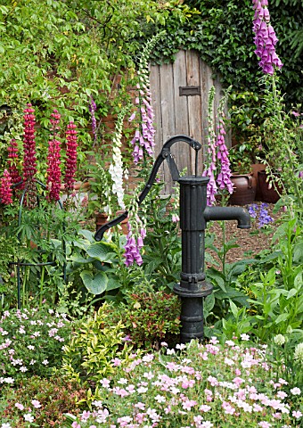 COUNTRY_COTTAGE_GARDEN_WITH_LUPINS_AND_GERANIUMS_AT_WESTON_OPEN_GARDENS