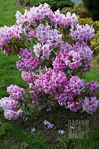 WOODLAND_RHODODENDRON_PINK_PEARL