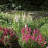 PENSTEMONS AND DELPHINIUMS AT WOLLERTON OLD HALL