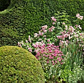 BUXUS SEMPERVIRENS BALLS AND YEW HEDGE, WITH COLOUR COMBINATION OF MONARDA CROFTWAY PINK AND ROSES AT WOLLERTON OLD HALL