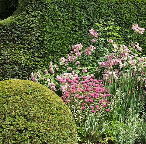 BUXUS_SEMPERVIRENS_BALLS_AND_YEW_HEDGE_WITH_COLOUR_COMBINATION_OF_MONARDA_CROFTWAY_PINK_AND_ROSES_AT