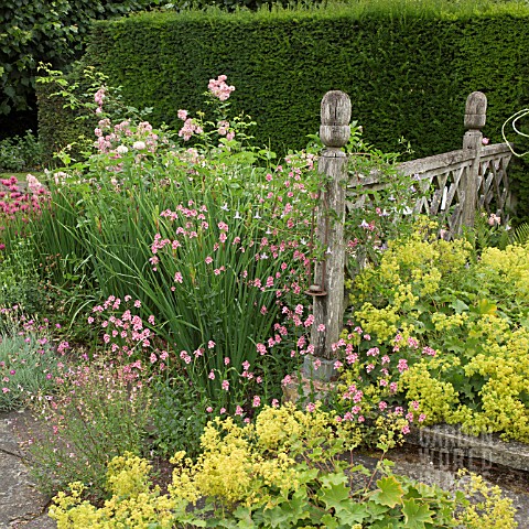 ALCHEMILLA_MOLLIS_OAK_FENCING_AND_YEW_HEDGES_AT_WOLLERTON_OLD_HALL