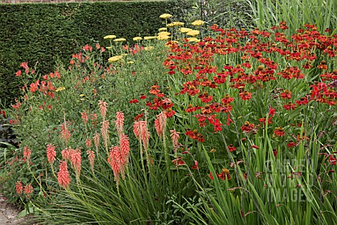 KNIPHOFIA_TAWNY_KING_AND_HELENIUM_CRIMSON_BEAUTY_AT_WOLLERTON_OLD_HALL