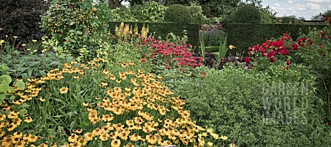 HELENIUM_PIPSQUEAK_IN_BORDER_AT_WOLLERTON_OLD_HALL