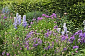HERBACEOUS BORDER OF BLUES AND PURPLES AT WOLLERTON OLD HALL