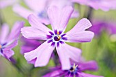 Phlox pale purple flowers