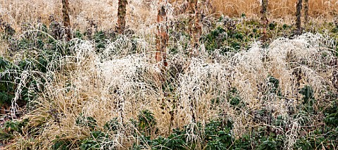 BETULA_NIGRA_WITH_FROSTED_GRASS_AND_PERENNIALS