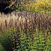 BORDERS IN AUTUMN, GRASSES AND SEEDHEADS AT TRENTHAM GARDENS STAFFORDSHIRE IN A GARDEN DESIGNED BY PIET OUDOLF