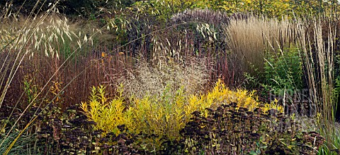 BORDERS_IN_AUTUMN_GRASSES_AND_SEEDHEADS_AT_TRENTHAM_GARDENS_STAFFORDSHIRE_IN_A_GARDEN_DESIGNED_BY_PI