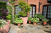 PAVED PATIO AREA WITH TERRACOTTA CONTAINERS OF HOSTAS AND ACER AT WILKINS PLECK