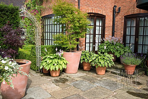 PAVED_PATIO_AREA_WITH_TERRACOTTA_CONTAINERS_OF_HOSTAS_AND_ACER_AT_WILKINS_PLECK