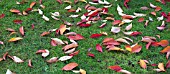 LEAVES CREATING COLOURFUL PATTERN ON LAWN IN AUTUMN