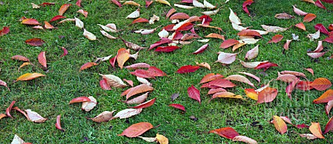 LEAVES_CREATING_COLOURFUL_PATTERN_ON_LAWN_IN_AUTUMN