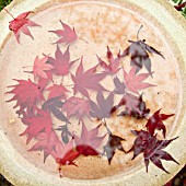 REFLECTIONS OF FALLEN LEAVES OF ACER PALMATUM BLOODGOOD IN BIRD BATH