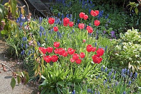 RED_TULIPS_PLANTED_WITH_MUSCARI