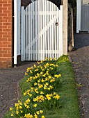 BORDER OF DAFFODILS IN GRASS