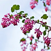 RIBES (FLOWERING CURRANT)
