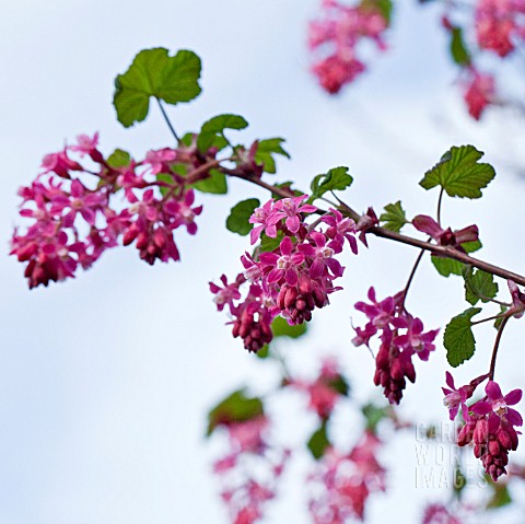 RIBES_FLOWERING_CURRANT