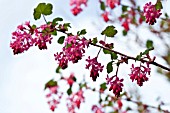 RIBES (FLOWERING CURRANT)