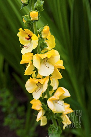 VERBASCUM_COTSWOLD_KING