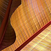ABSTRACT CLOSE UP OF CANNA LEAF